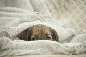 Upset: Border Terrier Dog, puppy
