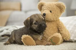 Cuddly: Border Terrier Dog, puppy Border Terrier Dog, puppy
