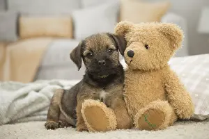 Cuddly: Border Terrier Dog, puppy Border Terrier Dog, puppy