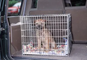 Vehicles: BORDER TERRIER DOG - in safety cage in back of car