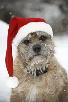 161118: Border terrier Dog in snow wearing Christmas hat