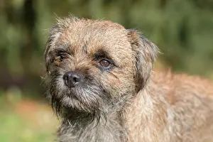Pedigreed: Border Terrier - portrait of a dog - Germany