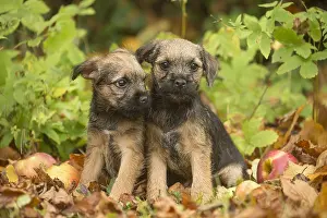100119: Two Border Terrier puppies outside in autumn