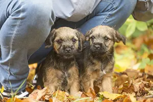 100119: Two Border Terrier puppies outside in autumn