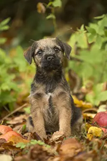 100119: Border Terrier puppy outside in autumn