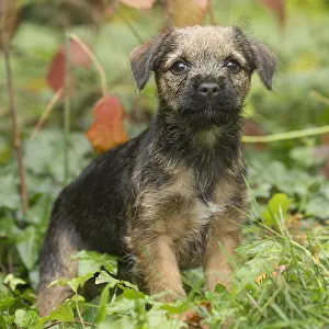 100119: Border Terrier puppy outside in autumn