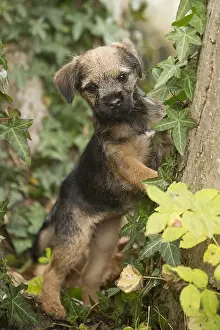 100119: Border Terrier puppy outside in autumn
