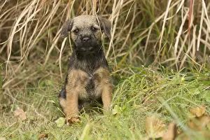 100119: Border Terrier puppy outside in autumn
