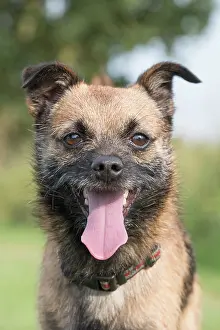 250720: Border X Jack Russell Terrier - Norfolk UK