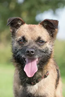250720: Border X Jack Russell Terrier - Norfolk UK