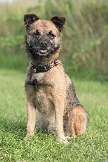 250720: Border X Jack Russell Terrier - Norfolk UK