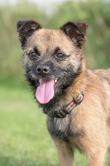 250720: Border X Jack Russell Terrier - Norfolk UK