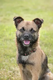 Russell: Border X Jack Russell Terrier - Norfolk UK