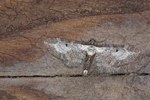 Bordered: Bordered Pug