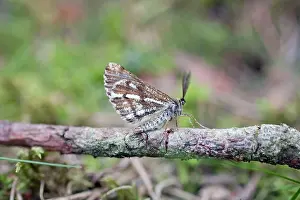Bordered: Bordered White Moth - male