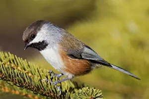 Chickadees: Boreal Chickadee
