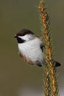 Chickadees: Boreal Chickadee