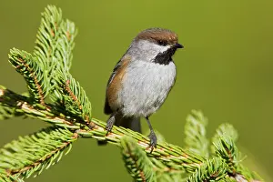 Chickadees: Boreal Chickadee