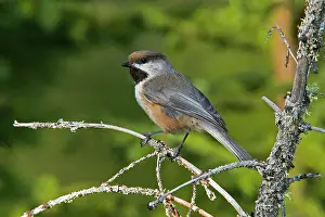 Chickadees: Boreal Chickadee