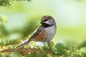 Chickadees: Boreal Chickadee
