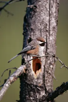 Chickadees: Boreal CHICKADEE - at nest hole