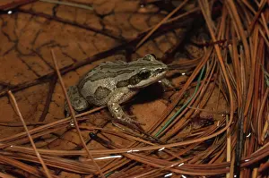 Maculata: Boreal Chorus Frog