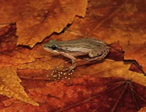 Maculata: Boreal Chorus Frog with Eggs