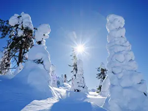 Backlight: Boreal forest covered in snow (Tykkylumi) in the Taiga of