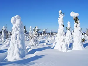 Taiga: Boreal forest covered in snow (Tykkylumi) in the Taiga of