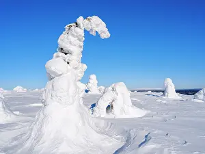 Bizarre: Boreal forest covered in snow (Tykkylumi) in the Taiga of