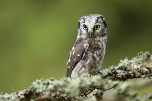 Funeral: Boreal Owl