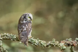 Funeral: Boreal Owl