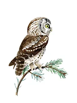 Aegolius: Boreal Owl