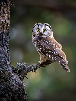 Pyrenees: Boreal Owl (Aegolis funereus), Spanish Pyrenees