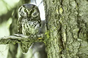 Owlet: Boreal Owl (Aegolius funereus)