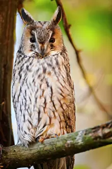 Aegolius: Boreal owl (Aegolius funereus) sitting in a tree