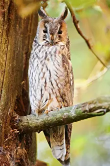 Aegolius: Boreal owl (Aegolius funereus) sitting in a tree