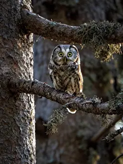 Pyrenees: Boreal Owl (Aegolius funereus), Spanish Pyrenees