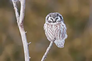 Aegolius: Boreal Owl - perched on branch