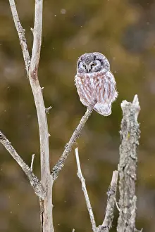 Noon: Boreal Owl - in winter snow actively hunting at