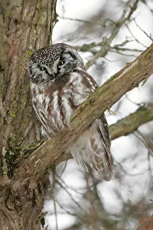 Tengmalm: Boreal / Tengmalm's Owl