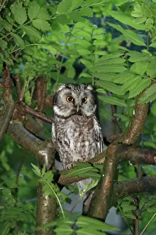 Tengmalm: Boreal / Tengmalm's Owl