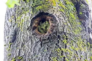 Aegolius: Boreal / Tengmalm's Owl adult female at entrance of nest