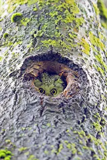 Aegolius: Boreal / Tengmalm's Owl adult female at entrance of nest