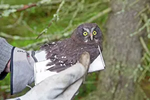 Measuring: Boreal / Tengmalm's Owl researcher measuring