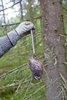 Measuring: Boreal / Tengmalm's Owl researcher weighing a young bird