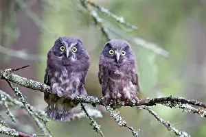 Aegolius: Boreal / Tengmalm's Owl two young perched