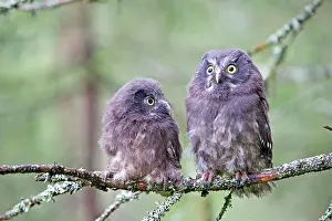 Aegolius: Boreal / Tengmalm's Owl two young perched