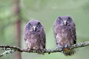 Aegolius: Boreal / Tengmalm's Owl two young perched