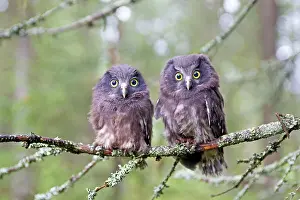 Aegolius: Boreal / Tengmalm's Owl two young perched